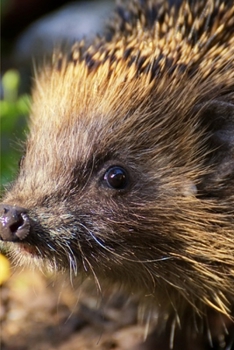 Paperback Journal: Hedgehog Book