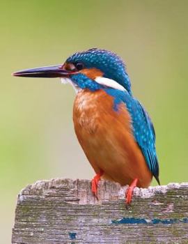 Paperback Kingfisher Blank Sketchbook: Art Sketch Pad Notebook Book