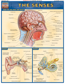 Pamphlet Senses Book