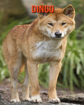 Paperback Dingo: Amazing Photos & Fun Facts Book About Dingo For Kids Book