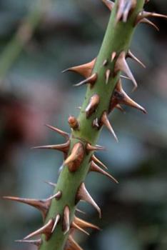 Paperback Thorns Notebook Book