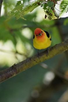 Paperback Western Tanager (Piranga Ludoviciana) Bird Journal: 150 page lined notebook/diary Book