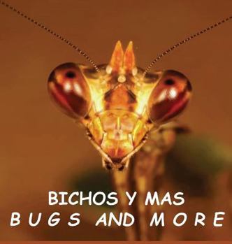 Hardcover Bichos y Mas: Bugs and More Book