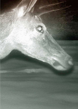 Paperback Alex Hanimann: Trapped Book