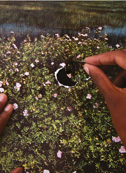 Hardcover Re/Sisters: A Lens on Gender and Ecology Book