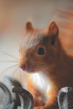 Paperback Animal Notebook 01: Squirrel 'Max' (Journal, Diary), Softcover 6" x 9" (Volume 1) Book
