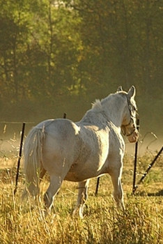 2020 Daily Planner Horse Photo Equine Morning Pasture Scene 388 Pages: 2020 Planners Calendars Organizers Datebooks Appointment Books Agendas