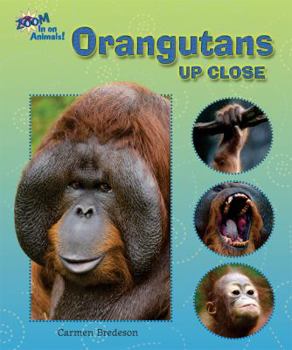 Library Binding Orangutans Up Close Book