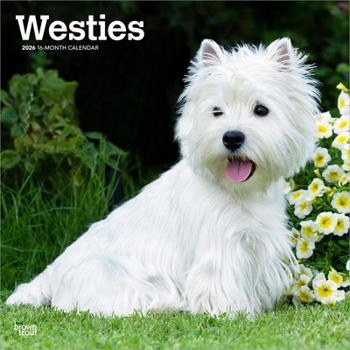 Calendar West Highland White Terriers 2026 12 X 24 Inch (Hanging) Monthly Square Wall Calendar Plastic-Free Book
