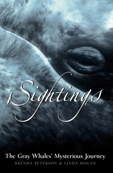Hardcover Sightings: The Gray Whales' Mysterious Journey Book
