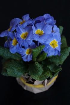 Paperback Potted Primroses, for the Love of Flowers: Blank 150 Page Lined Journal for Your Thoughts, Ideas, and Inspiration Book