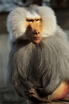 Journal: Baboon