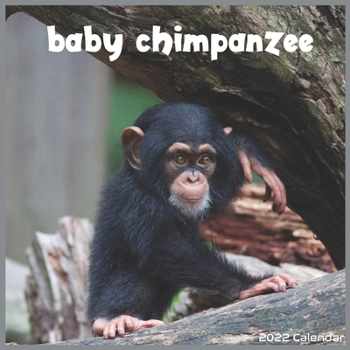 Baby Chimpanzee 2022 Calendar: Official chimpanzee 2022 Calendar 16 Months