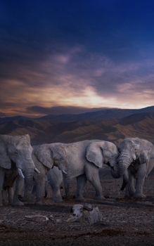Paperback Notebook: landscape elephants sky sunset Africa Book