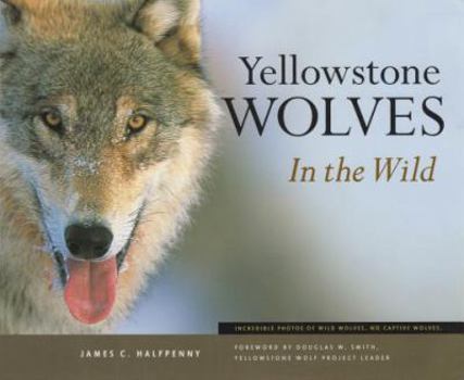 Paperback Yellowstone Wolves in the Wild Book