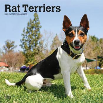 Calendar Rat Terriers 2020 Square Book