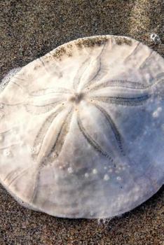 Paperback A Beautiful Sand Dollar on the Beach Sea Urchin Journal: 150 Page Lined Notebook/Diary Book