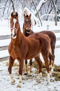 American Saddlebred Horse in Winter Journal : 150 Page Lined Notebook/diary