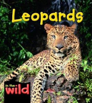 Hardcover Leopards Book
