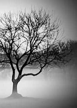 Paperback Haunted Tree Journal Book