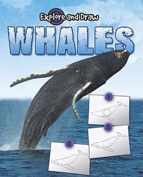 Paperback Whales (Explore and Draw) Book