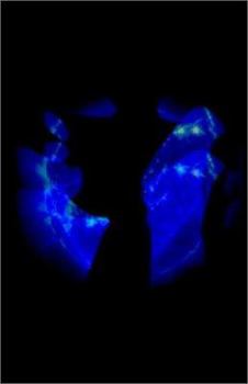 Paperback augurpenumbra Book