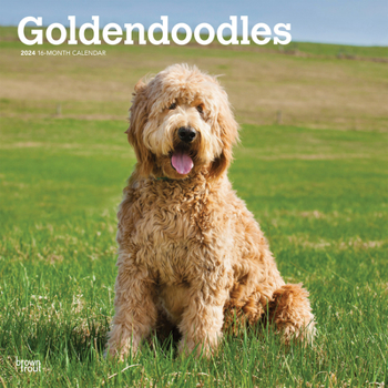 Goldendoodles 2024 Square