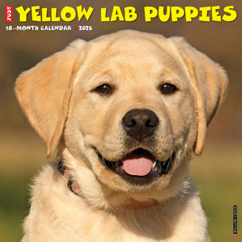 Calendar Just Yellow Lab Puppies 2025 12 X 12 Wall Calendar Book