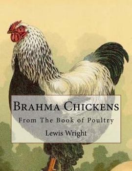 Paperback Brahma Chickens: From The Book of Poultry Book