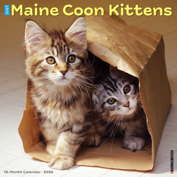 Calendar Maine Coon Kittens 2026 Wall Calendar Book