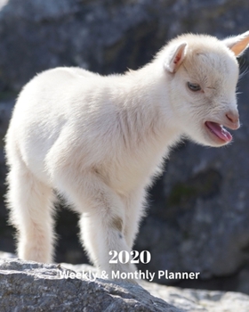 Paperback 2020 Weekly and Monthly Planner: White Goat Kid Monthly Calendar with U.S./UK/ Canadian/Christian/Jewish/Muslim Holidays- Calendar in Review/Notes 8 x Book