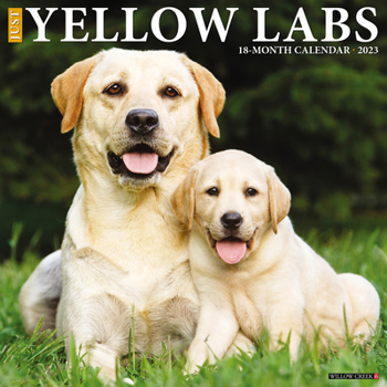 Calendar Just Yellow Labs 2023 Wall Calendar Book