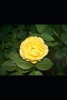 Loneliness: How to deal with it