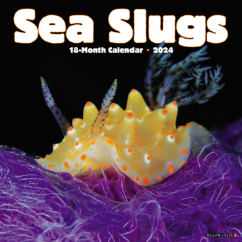 Calendar Sea Slugs 2024 12 X 12 Wall Calendar Book