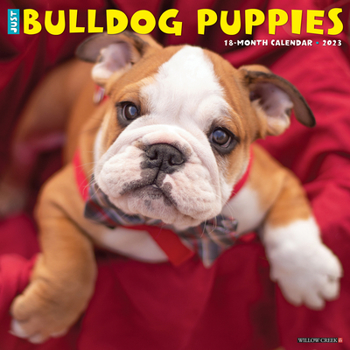 Calendar Just Bulldog Puppies 2023 Wall Calendar Book