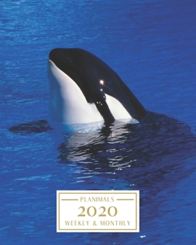 Paperback 2020: Weekly and Monthly Planner/Calendar Jan 2020 - Dec 2020 Orca Killer Whale Book