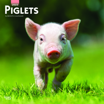 Piglets 2023 Square