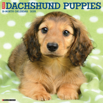 Calendar Just Dachshund Puppies 2025 12 X 12 Wall Calendar Book