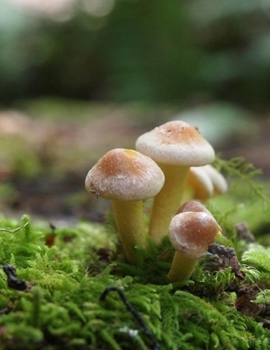 Paperback Tiny Toadstool Journal: 100-page blank lined journal featuring a cluster of tiny mushrooms Book