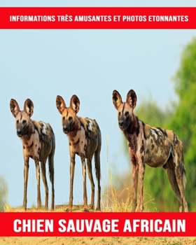 Chien Sauvage Africain: Informations Très Amusantes et Photos Etonnantes