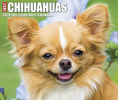 Calendar Just Chihuahuas 2020 Box Calendar (Dog Breed Calendar) Book