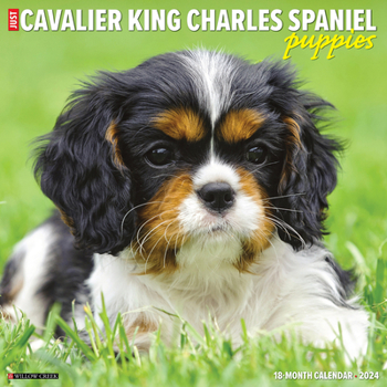 Calendar Just Cavalier King Charles Spaniel Puppies 2024 12 X 12 Wall Calendar Book