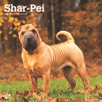 Calendar Shar Pei 2025 12 X 24 Inch Monthly Square Wall Calendar Plastic-Free Book