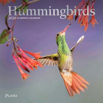 Hummingbirds 2020 7 x 7 Inch Monthly Mini Wall Calendar with Foil Stamped Cover by Plato, Animals Wildlife Birds