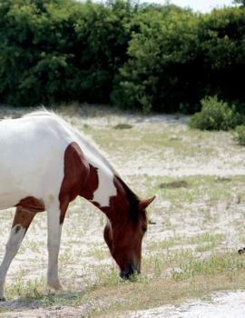 Paperback Horse Composition Book: 8.5 x 11 College Ruled Line Paper 200 pages (100 sheets) Book