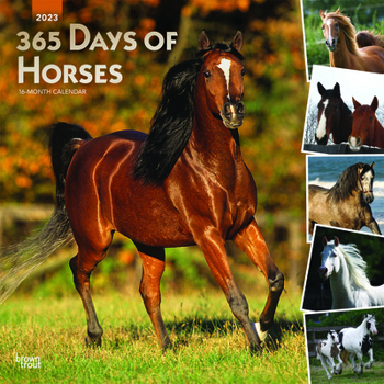 Calendar Horses, 365 Days Of, 2023 Square Foil Book