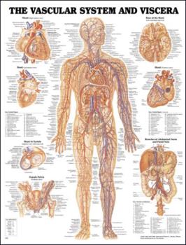 Wall Chart Vascular System and Viscera Anatomical Chart Book