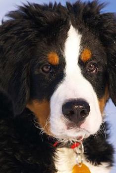 Bernese Mountain Dog: Notebook