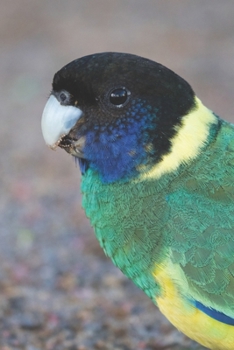 Ringsittich: Notizbuch / Tagebuch Sittich - DIN A5 120 Seiten liniert - Geschenke f�r Vogelliebhaber Papagei