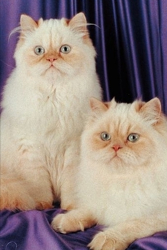 Paperback 2020 Weekly Planner Two White Cats Photo 134 Pages: 2020 Planners Calendars Organizers Datebooks Appointment Books Agendas Book